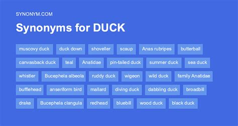 synonym duck|other words for duck animal.